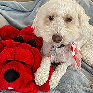 Cooper joined the competition — help win amazing prizes! dog, plush_toy, blanket, red, white, soft_texture, indoor, pet, cute, collar, fabric, toy, relaxing, animal, fur, comfort, resting, closeup, nose, paw
