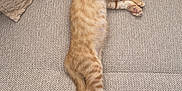 Zaza a rejoint le concours — aidez-le/la à gagner de superbes lots ! cat, kitten, sleeping, orange_tabby, couch, pillow, blanket, indoor, pet, feline, relaxation, cozy, soft, home, resting, cute, animal, fur, whiskers, paws