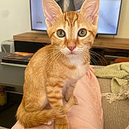 Zaza participe au concours pour gagner de l'argent avec cette photo : cat, kitten, orange_tabby, pet, animal, cute, indoor, living_room, person_lap, feline, whiskers, ears, eyes, tail, sitting, curious, domestic_animal, fur, young, cozy