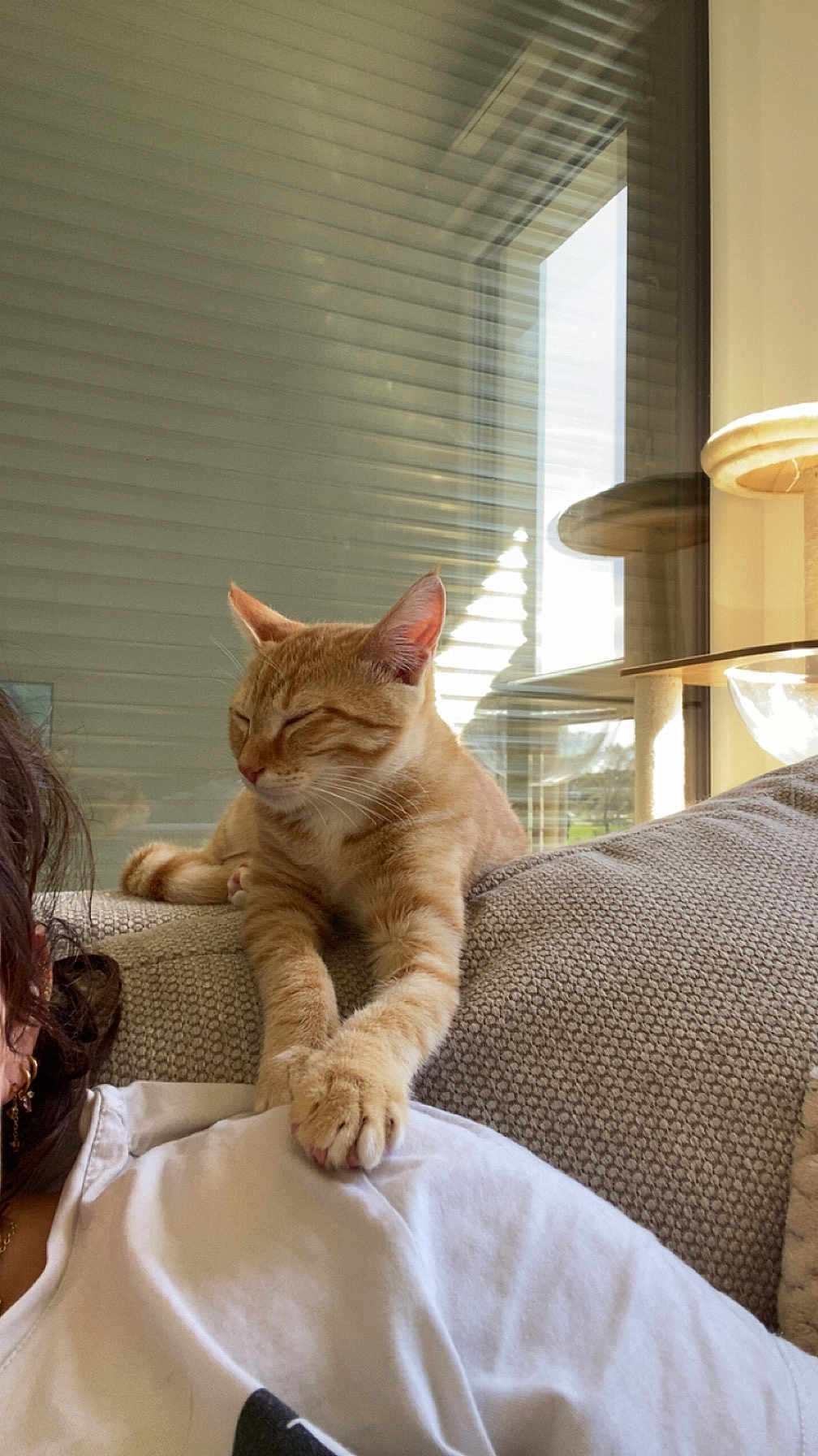Zaza participe au concours pour gagner de l'argent avec cette photo : cat, orange_tabby, pet, indoor, couch, relaxing, sleeping, paw, person, shoulder, window, blinds, natural_light, cozy, home, furniture, resting, animal, calm, comfortable