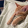 Zaza a rejoint le concours — aidez-le/la à gagner de superbes lots ! cat, kitten, sleeping, orange_tabby, paws, blanket, texture, cozy, nap, indoor, living_room, furniture, television, soft, rest, cute, pet, animal, relaxation, comfort
