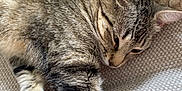 Oggy a rejoint le concours — aidez-le/la à gagner de superbes lots ! cat, tabby, pet, animal, feline, resting, sleepy, fur, whiskers, paw, blanket, texture, soft, cozy, indoor, closeup, relaxation, laying, striped, cute