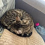 Oggy participe au concours pour gagner de l'argent avec cette photo : cat, tabby, curled_up, sleeping, blanket, couch, indoor, water_bottle, pillow, soft_texture, feline, resting, pet, animal, striped, domestic_cat, cozy, relaxing, fur, tail