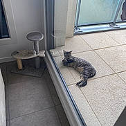 Oggy a rejoint le concours — aidez-le/la à gagner de superbes lots ! cat, tabby, balcony, glass_door, scratching_post, cat_toy, tile_floor, indoor, outdoor, relaxed, sunlight, pet, feline, resting, window, reflection, home, animal, cozy, daylight