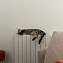Oggy a rejoint le concours — aidez-le/la à gagner de superbes lots ! cat, tabby, sleeping, radiator, furniture, couch, blanket, orange, beige, indoor, resting, pet, cozy, minimalist, wall, relaxation, home, comfort, feline, nap