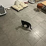 Vénus participe au concours pour gagner de l'argent avec cette photo : black_cat, cat, tile_floor, pet_bed, pet_food_bowl, litter_box, indoor, shadow, stool, table, wall_socket, basket, cozy, floor_tiles, pet_supplies, home_interior, cat_looking_up, small_pet, animal, domestic_cat
