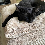 Vénus participe au concours pour gagner de l'argent avec cette photo : black_cat, sleeping, blanket, cozy, indoor, pet, fur, paw, resting, cute, domestic_animal, feline, close_up, comfort, nap, soft_texture, relaxation, household, animal, bed