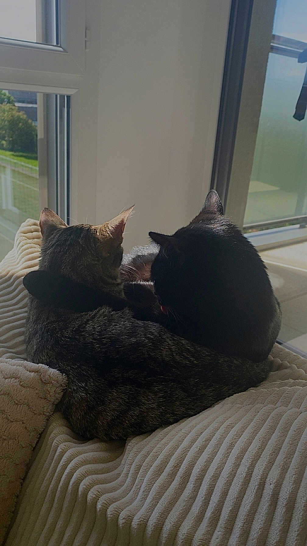 Vénus participe au concours pour gagner de l'argent avec cette photo : cat, tabby_cat, black_cat, pet, animal, indoor, window, blanket, cozy, sunlight, resting, fur, cute, companion, domestic_animal, relaxation, two_animals, feline, home, comfort