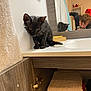 Vénus a rejoint le concours — aidez-le/la à gagner de superbes lots ! wet_cat, kitten, bathroom, sink, mirror, person, reflection, towel, wooden_cabinet, folded_towels, soap, wet_fur, cute, pet, indoor, young_cat, bath_time, photography, animal, funny