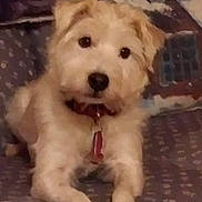 Meggie joined the competition — help win amazing prizes! animal, collar, couch, cozy, cute, dog, domestic_animal, ears, front_paws, fur, furniture, home, indoor, laying_down, looking, pet, pillow, resting, small_dog, snout