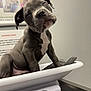 Rocky joined the competition — help win amazing prizes! puppy, dog, gray_dog, white_patch, weighing_scale, indoor, veterinary, poster, sleepy, young_dog, pet, animal, cute, portrait, paw, fur, snout, ears, table, medical
