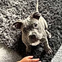 Rocky joined the competition — help win amazing prizes! puppy, dog, gray_dog, pet, young_dog, curious, looking_up, indoors, carpet, rug, paw, small_hand, floor, cute, animal, companion, friendly, furry, domestic_animal, canine