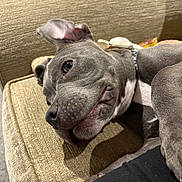 Rocky is registered to the contest to win money with this photo: dog, gray_dog, pet, couch, indoor, relaxed, close_up, canine, fur, laying_down, ears, snout, collar, carpet, home, domestic_animal, animal, paw, resting, cozy