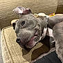 dog, gray_dog, pet, couch, indoor, relaxed, close_up, canine, fur, laying_down, ears, snout, collar, carpet, home, domestic_animal, animal, paw, resting, cozy