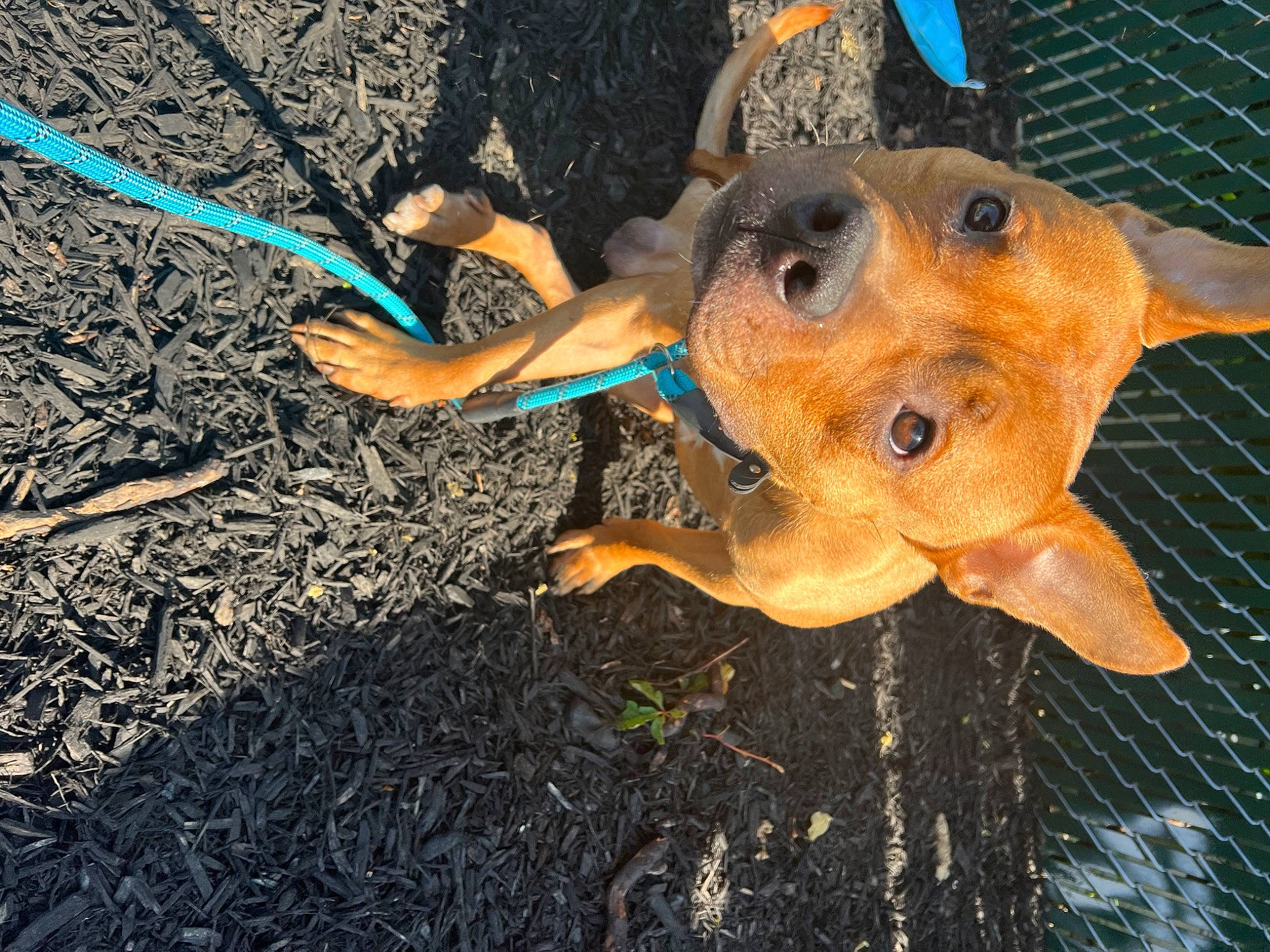 Staxx joined the competition — help win amazing prizes! adventure, canidae, carnivore, companion_dog, dog, dog_breed, electric_blue, fashion_accessory, fawn, fun, happy, leash, lifejacket, recreation, rope, snout, soil, sporting_group, water, working_animal