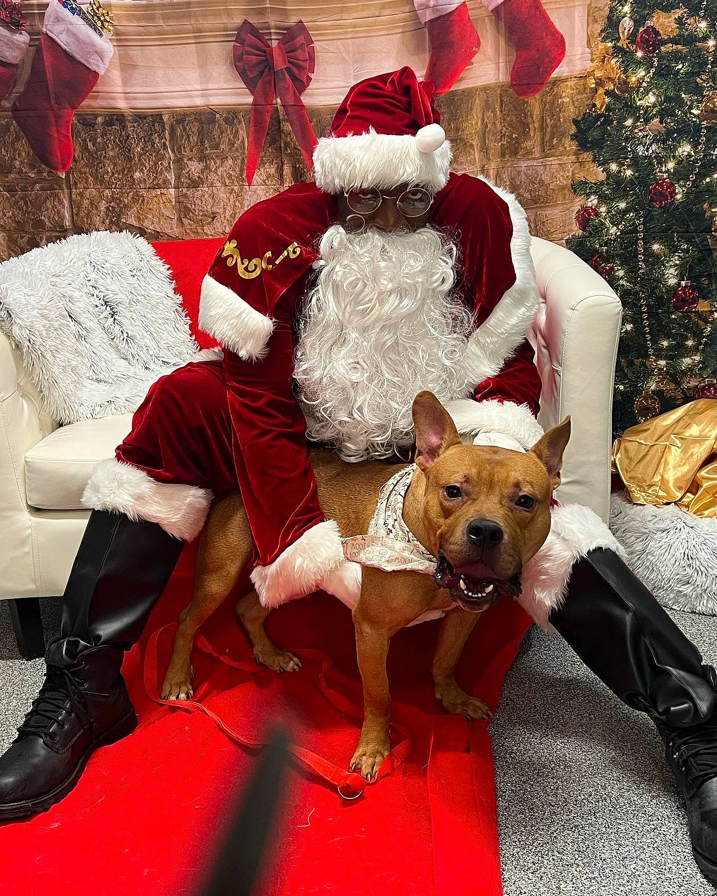 Staxx is registered to the contest to win money with this photo: carnivore, christmas, christmas_decoration, christmas_ornament, christmas_tree, companion_dog, costume_hat, dog, event, fawn, hat, holiday, human_leg, lap, ornament, red, santa_claus, shoe, thigh, tree