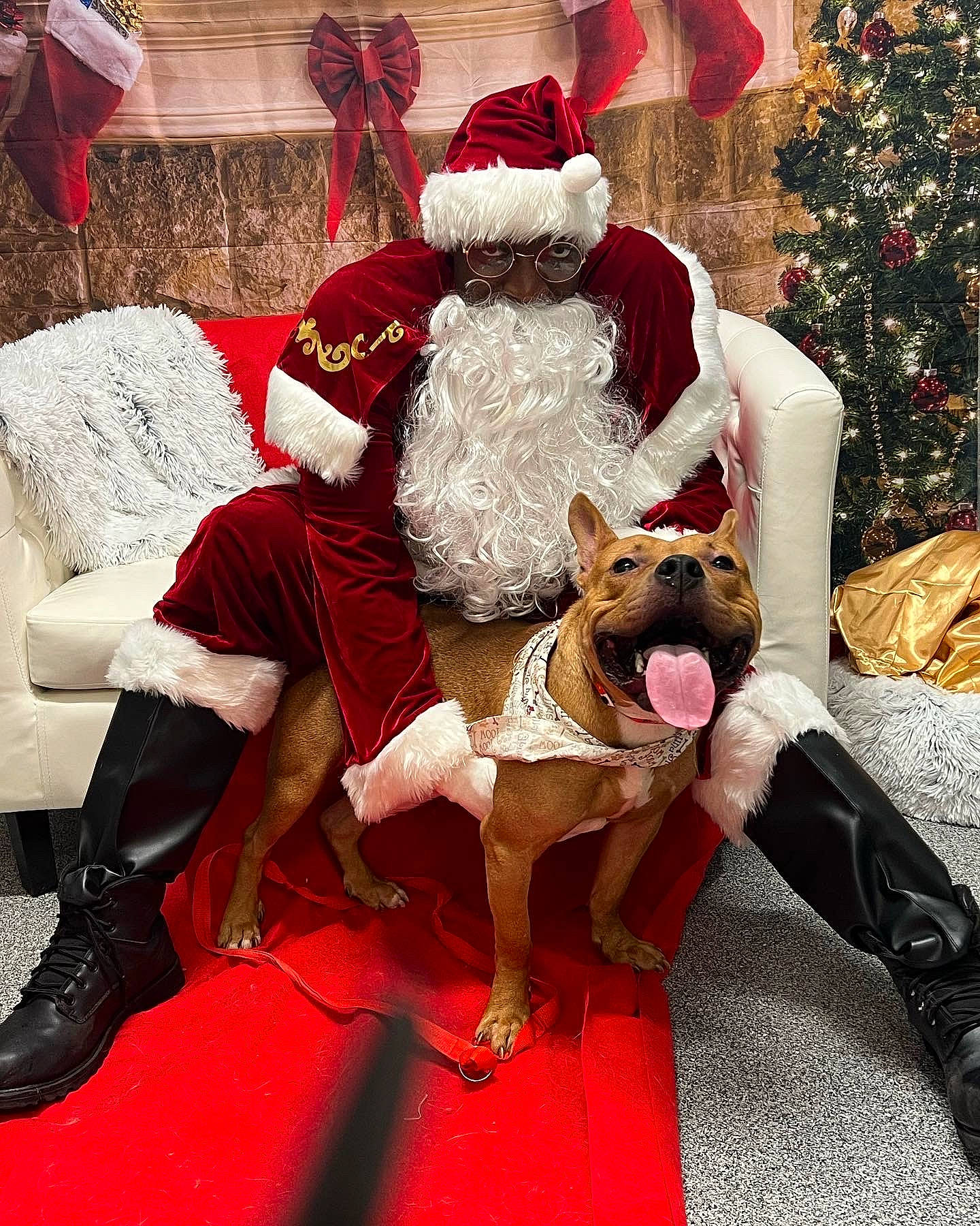 Staxx is registered to the contest to win money with this photo: beard, christmas_decoration, christmas_ornament, christmas_tree, costume_hat, dog, event, fawn, fictional_character, hat, holiday, holiday_ornament, human_leg, lap, ornament, red, santa_claus, shoe, thigh, tree