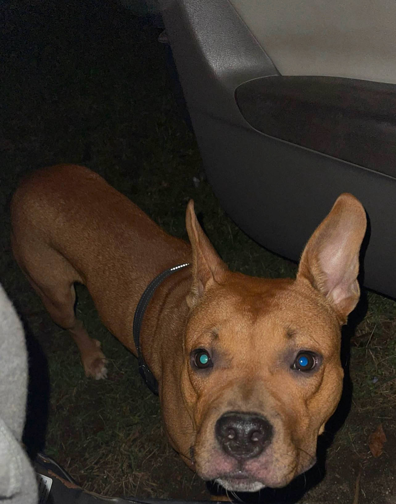 Staxx is registered to the contest to win money with this photo: ancient_dog_breeds, canidae, carnivore, companion_dog, dog, dog_breed, ear, fawn, liver, non_sporting_group, snout, sporting_group, whiskers, working_animal