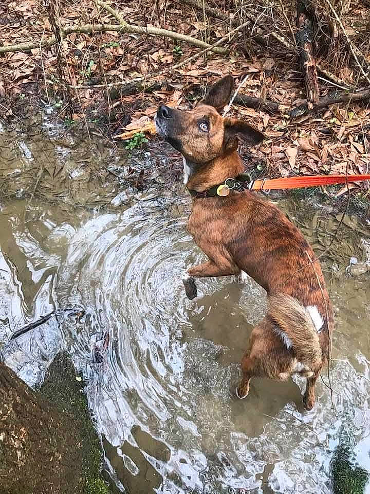 Binford is registered to the contest to win money with this photo: canidae, canis, carnivore, creek, dhole, dog, dog_breed, fawn, hunting_dog, liver, soil, sporting_group, stream, tail, terrestrial_animal, water, wildlife, wood, working_animal, working_dog