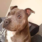 Sasha joined the competition — help win amazing prizes! animal, brown_dog, calm, canine, close_up, companion, couch, cushions, dog, domestic, ears, eyes, fur, indoor, looking_away, pet, portrait, seated, snout, white_chest