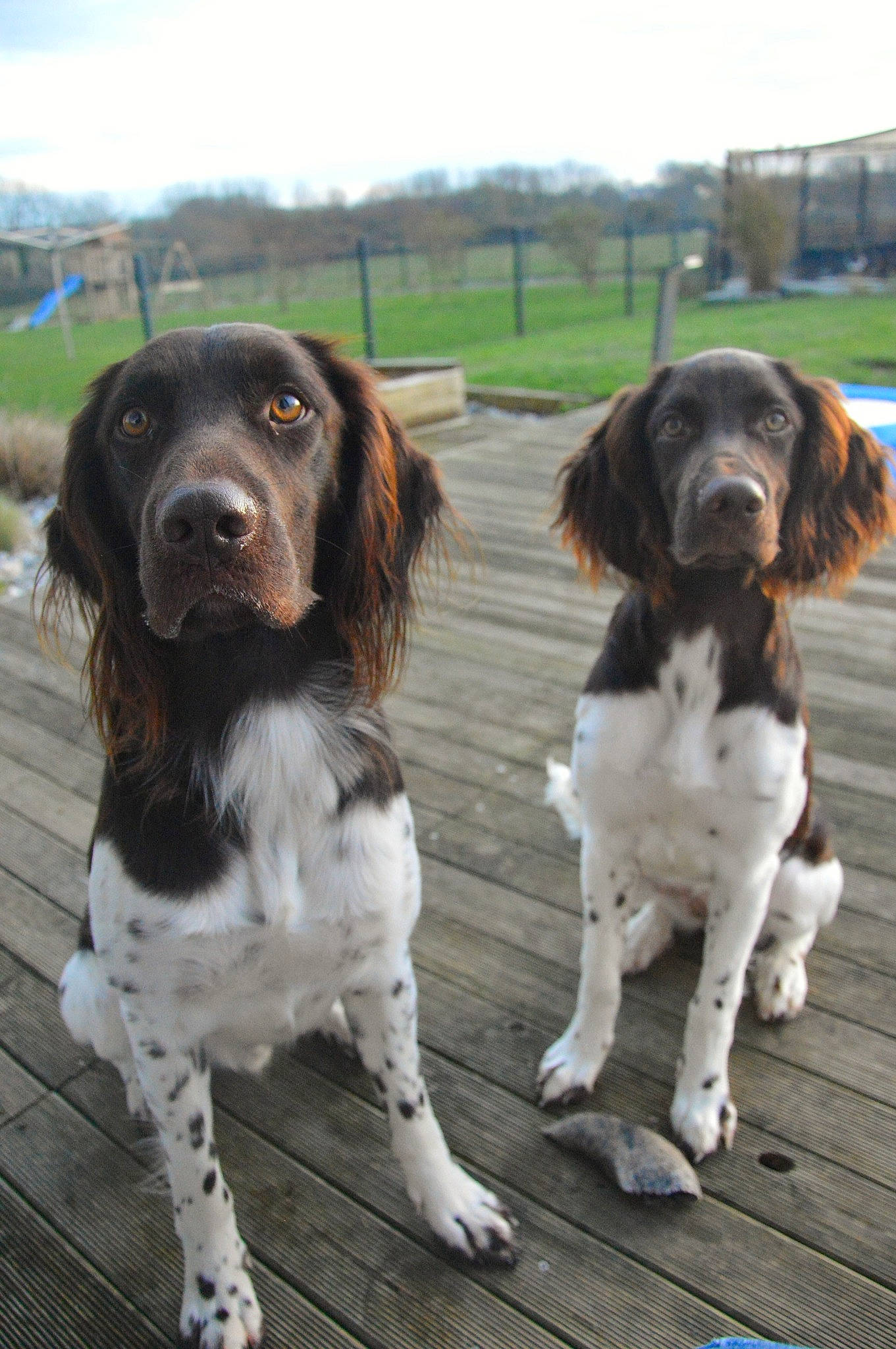 Tango a rejoint le concours — aidez-le/la à gagner de superbes lots ! canidae, carnivore, cloud, companion_dog, dog, dog_breed, dog_collar, fur, gun_dog, hunting_dog, king_charles_spaniel, liver, plant, sky, snout, spaniel, sporting_group, working_dog