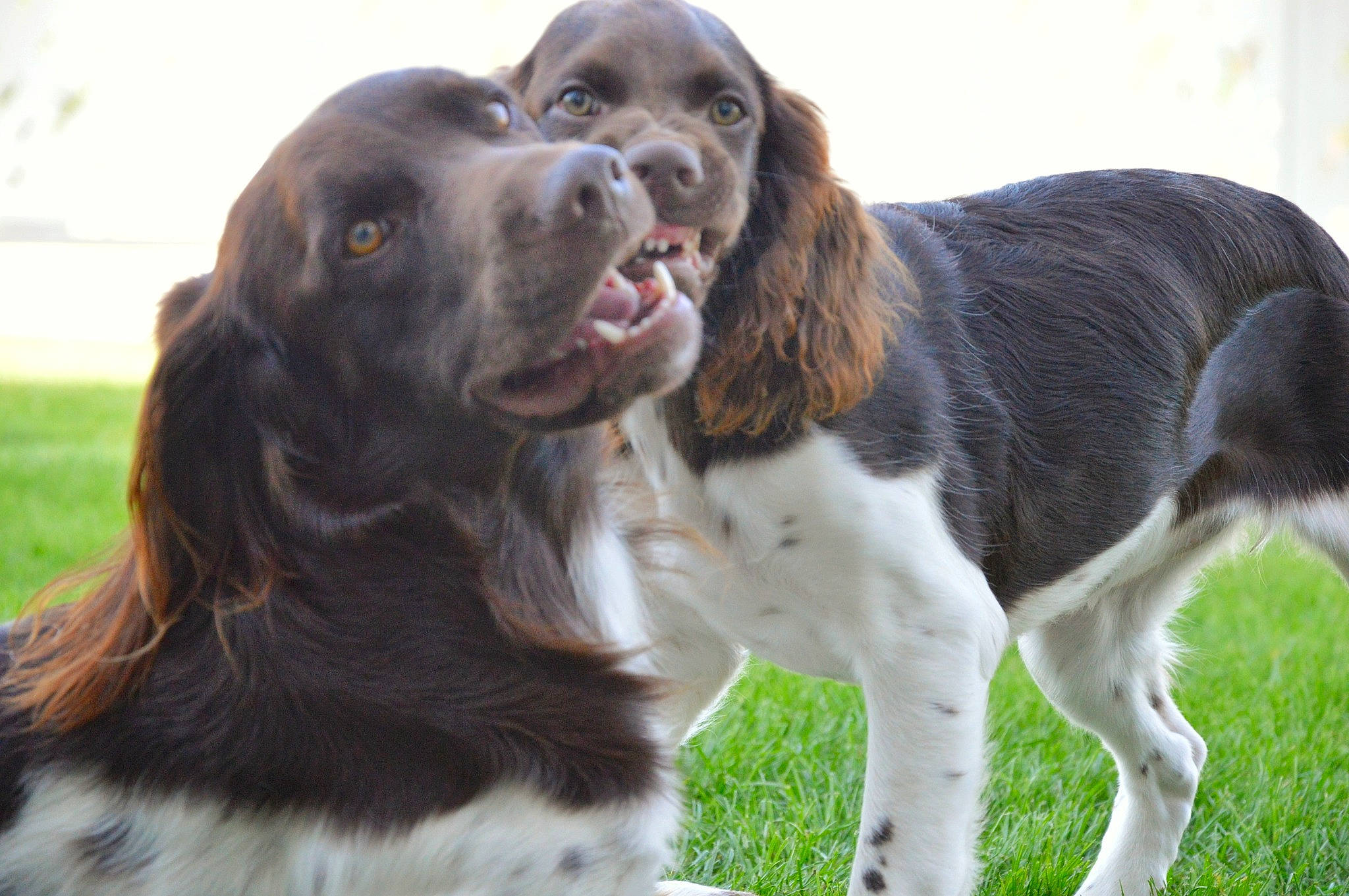 Tango a rejoint le concours — aidez-le/la à gagner de superbes lots ! biting, bored, canidae, carnivore, companion_dog, dog, dog_breed, dog_collar, event, fur, giant_dog_breed, grass, gun_dog, liver, snout, spaniel, sporting_group, terrestrial_animal, working_animal, working_dog
