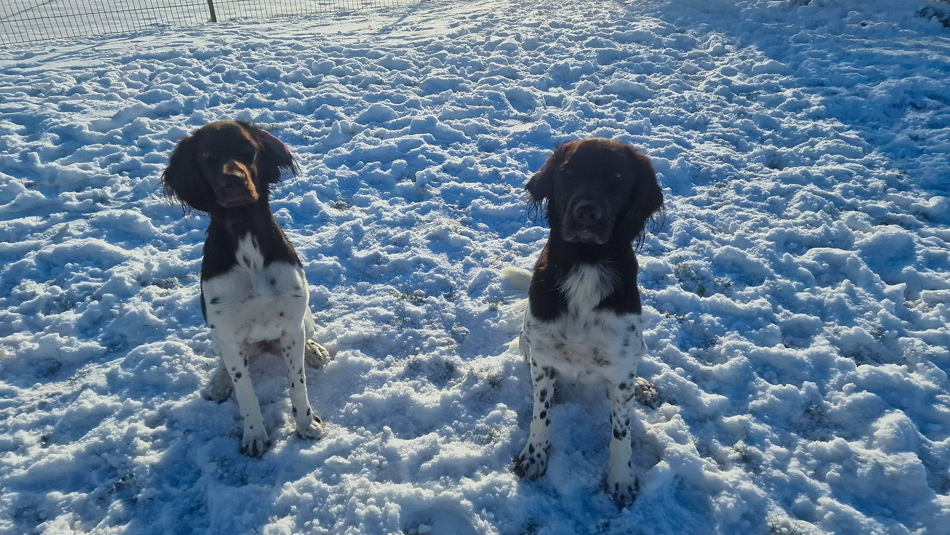 Tango a rejoint le concours — aidez-le/la à gagner de superbes lots ! canidae, carnivore, companion_dog, dog, dog_breed, freezing, fur, gun_dog, hunting_dog, mammal, non_sporting_group, precipitation, snout, snow, sporting_group, vertebrate, winter, working_dog