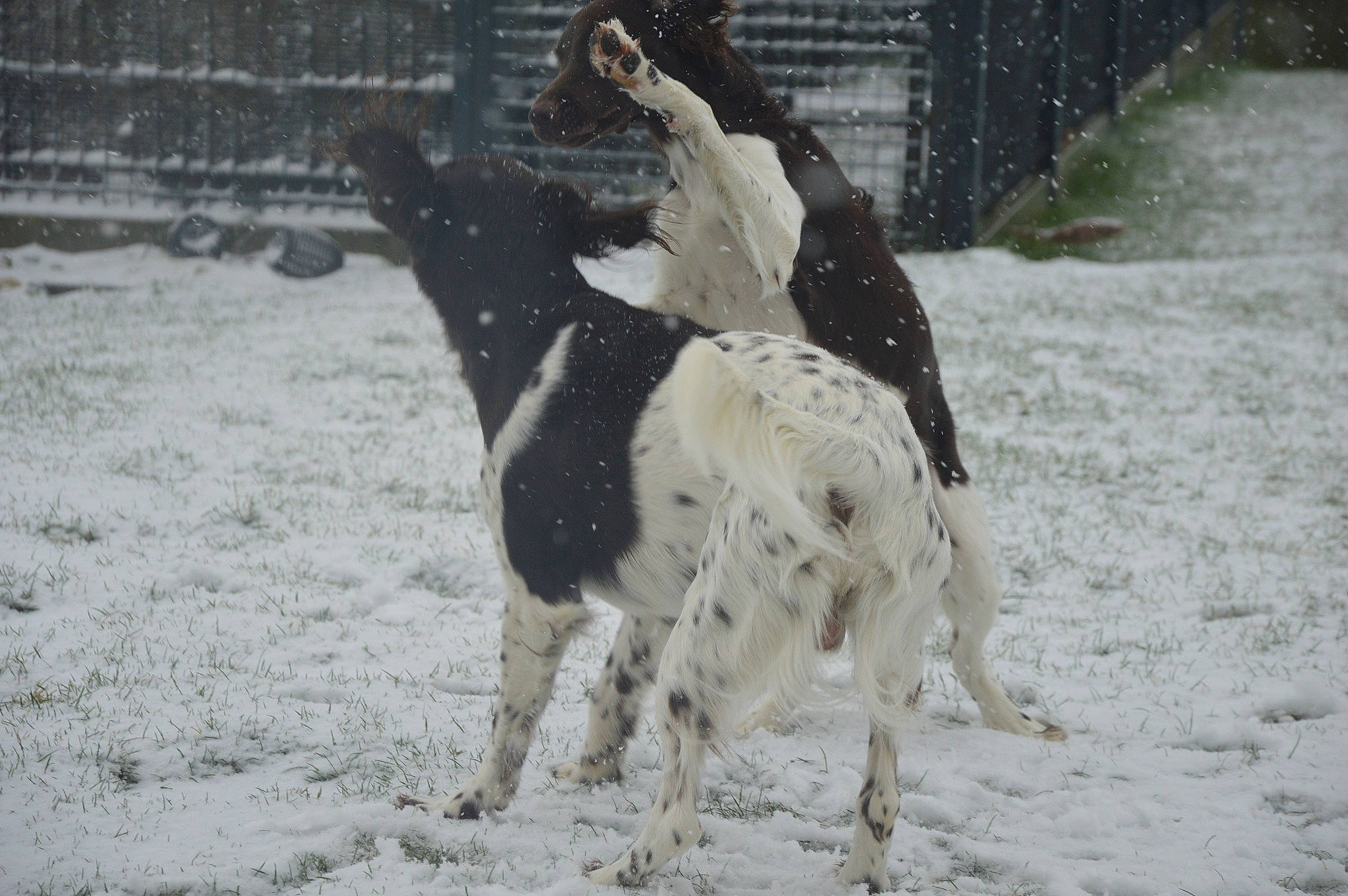 Tango a rejoint le concours — aidez-le/la à gagner de superbes lots ! bovine, canidae, cow_goat_family, dog_breed, event, freezing, fur, hat, landscape, livestock, monochrome, monochrome_photography, pack_animal, recreation, snout, snow, sporting_group, terrestrial_animal, winter, working_animal