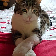 Jeannot participe au concours pour gagner de l'argent avec cette photo : cat, pet, bed, indoor, feline, animal, resting, cute, paws, crossed_paws, fur, striped, white, tabby, domestic_cat, relaxed, portrait, sleepy, cozy, lamp