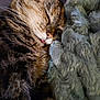 Cocotte participe au concours pour gagner de l'argent avec cette photo : animal, blanket, cat, close_up, comfort, cozy, cute, domestic_cat, feline, fur, indoor, nap, pet, relaxed, resting, sleeping, soft, tabby, tongue_out, whiskers