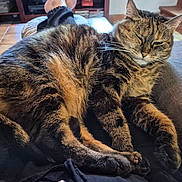 Cocotte a rejoint le concours — aidez-le/la à gagner de superbes lots ! animal, cat, couch, cozy, ears, feline, fur, furniture, home, indoor, lap, paws, person, pet, relaxed, remote_control, resting, sleepy, tabby, whiskers