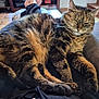 animal, cat, couch, cozy, ears, feline, fur, furniture, home, indoor, lap, paws, person, pet, relaxed, remote_control, resting, sleepy, tabby, whiskers