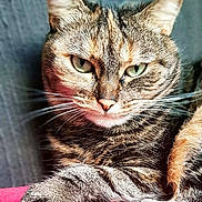 Cocotte a rejoint le concours — aidez-le/la à gagner de superbes lots ! cat, tabby, pet, animal, feline, whiskers, green_eyes, close_up, fur, paw, cushion, red, relaxing, indoor, cute, portrait, mammal, striped, resting, domestic