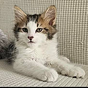 Rio participe au concours pour gagner de l'argent avec cette photo : kitten, cat, pet, animal, feline, fluffy, cute, young, indoor, resting, couch, beige, fur, whiskers, paws, closeup, portrait, relaxed, soft, domestic