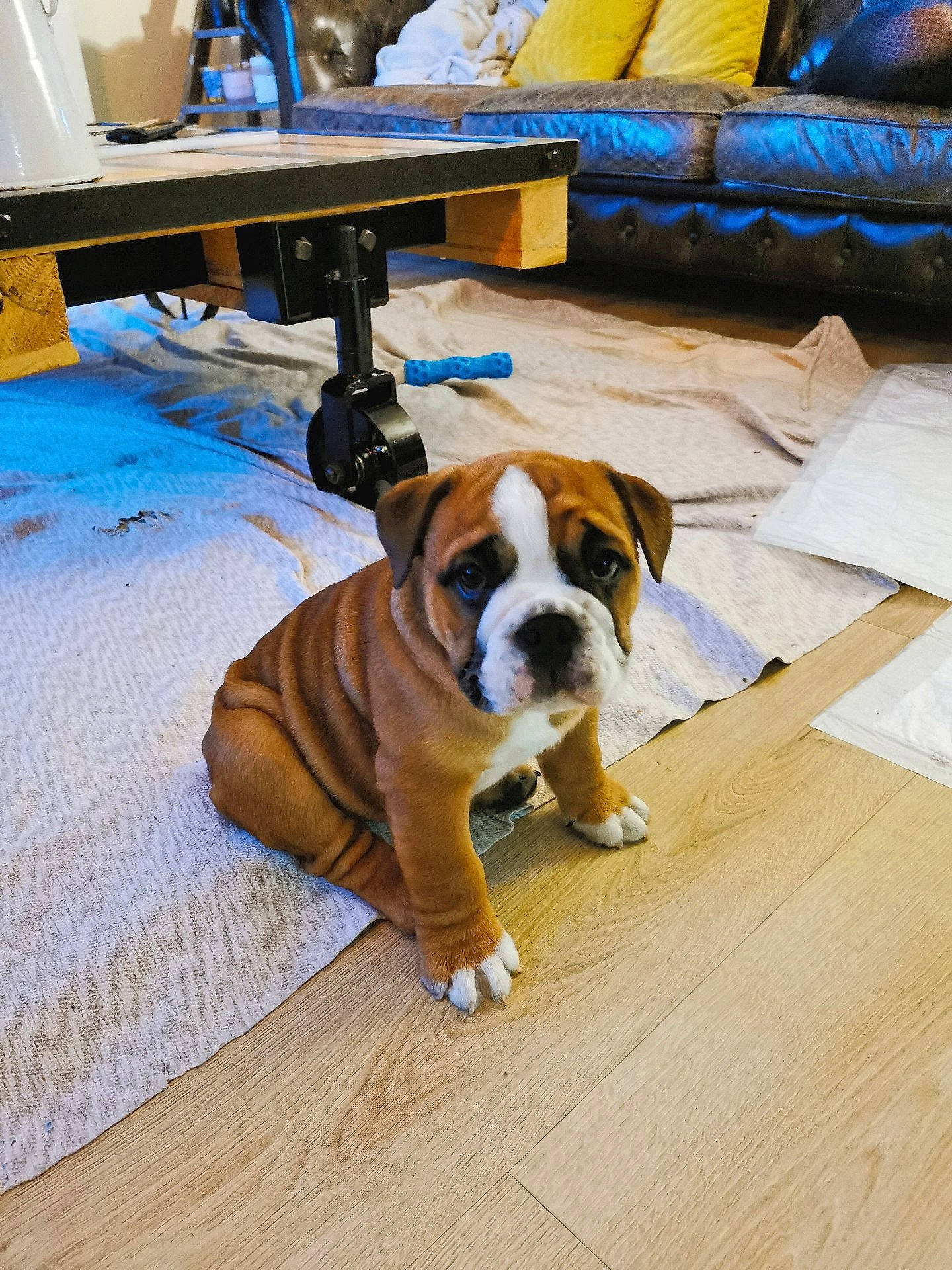 Ross participe au concours pour gagner de l'argent avec cette photo : canidae, carnivore, chair, comfort, companion_dog, couch, dog, dog_breed, fawn, floor, flooring, furniture, hardwood, molosser, snout, sporting_group, table, toy_dog, wood, working_animal