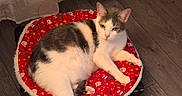 Lemon participe au concours pour gagner de l'argent avec cette photo : animal, bed, cat, cozy, curtain, cushion, cute, domestic, feline, floor, gray, holiday, indoor, pattern, pet, red, relaxed, resting, white, wood_floor