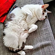 Lemon a rejoint le concours — aidez-le/la à gagner de superbes lots ! cat, white_cat, gray_cat, pet, lounging, couch, sofa, remote_control, red_pillow, indoor, fur, relaxed, animal, whiskers, tail, paw, resting, closeup, home, comfortable