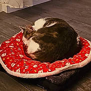 Lemon a rejoint le concours — aidez-le/la à gagner de superbes lots ! animal, cat, comfort, cozy, curled_up, curtain, domestic, feline, fur, holiday_pattern, home, indoor, peaceful, pet_bed, quiet, red_cushion, relaxation, resting, sleeping, wooden_floor