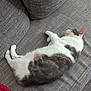 Lemon a rejoint le concours — aidez-le/la à gagner de superbes lots ! animal, cat, couch, cozy, cute, domestic, ears, feline, fur, gray, home, indoor, mammal, paw, pet, relaxed, resting, sleeping, whiskers, white