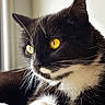 Mira participe au concours pour gagner de l'argent avec cette photo : cat, tuxedo_cat, black_and_white, feline, pet, animal, portrait, close_up, golden_eyes, whiskers, ears, paws, fur, lying_down, blanket, indoors, home, window, soft_lighting, cute