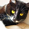 cat, tuxedo_cat, black_and_white, golden_eyes, whiskers, close_up, portrait, indoor, pet, animal, feline, lying_down, paw, fur, cozy, cushion, relaxed, dramatic_lighting, yellow_eyes, cute