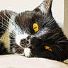 Mira participe au concours pour gagner de l'argent avec cette photo : cat, tuxedo_cat, black_and_white, feline, close_up, portrait, golden_eyes, whiskers, ears, nose, fur, sleeping, lying_down, bed, indoors, soft_surface, relaxed, dramatic_lighting, pet, funny_pose