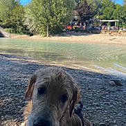 Milo participe au concours pour gagner de l'argent avec cette photo : dog, golden_retriever, wet_dog, river, riverbank, pebbles, outdoors, nature, trees, blue_sky, sunny, water, shoreline, leash, harness, sitting, portrait, close_up, animal, landscape