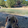 dog, golden_retriever, wet_dog, river, riverbank, pebbles, outdoors, nature, trees, blue_sky, sunny, water, shoreline, leash, harness, sitting, portrait, close_up, animal, landscape
