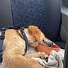 Milo participe au concours pour gagner de l'argent avec cette photo : dog, puppy, golden_retriever, sleeping, car, car_seat, harness, blanket, orange_container, fluffy, indoors, vehicle, resting, lying_down, tan_fur, pet, road_trip, relaxed, animal, cozy