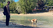 Milo participe au concours pour gagner de l'argent avec cette photo : dog, person, river, water, shoreline, rocky_beach, leash, outdoor, sunny, blue_sky, trees, forest, riverbank, pebbles, standing, walking, splashing, nature, summer, recreation