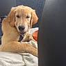 Milo a rejoint le concours — aidez-le/la à gagner de superbes lots ! dog, puppy, golden_retriever, pet, animal, portrait, smiling, happy, sitting, lying_down, car, vehicle, car_seat, blanket, fluffy, golden_fur, collar, travel, indoors, close_up