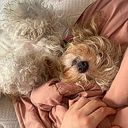 Hazel is registered to the contest to win money with this photo: animal, bed, blanket, collar, comfort, companion, cozy, cuddly, curly_fur, dog, fur, hand, indoor, matress, paw, pet, pink_blanket, relaxation, resting, sleepy