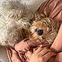 animal, bed, blanket, collar, comfort, companion, cozy, cuddly, curly_fur, dog, fur, hand, indoor, matress, paw, pet, pink_blanket, relaxation, resting, sleepy