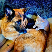 Kai joined the competition — help win amazing prizes! dog, cat, german_shepherd, pet, animal, furry, resting, indoor, blanket, companion, cute, friendship, relaxed, fur, mammal, domestic_animal, laying, cozy, blue_blanket, comfort